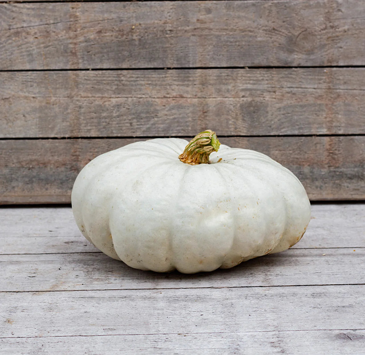 Dynia olbrzymia 'Flat White Boer' (Cucurbita maxima)