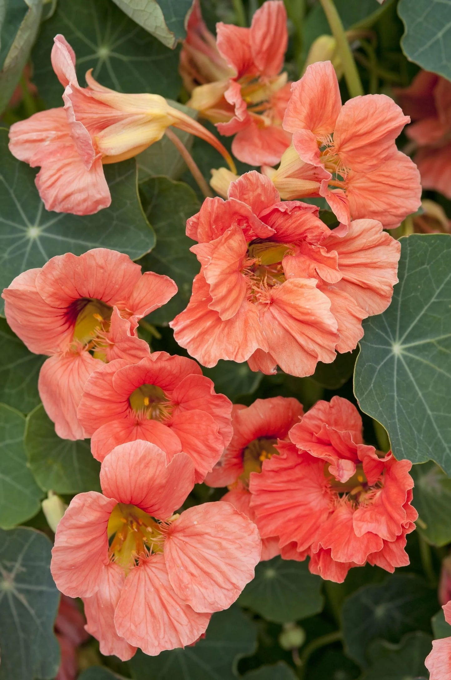Nasturcja mniejsza 'Salmon Baby' (Tropaeolum minus)