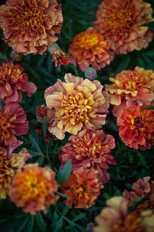 Aksamitka rozpierzchła 'Strawberry Blonde' (Tagetes patula)
