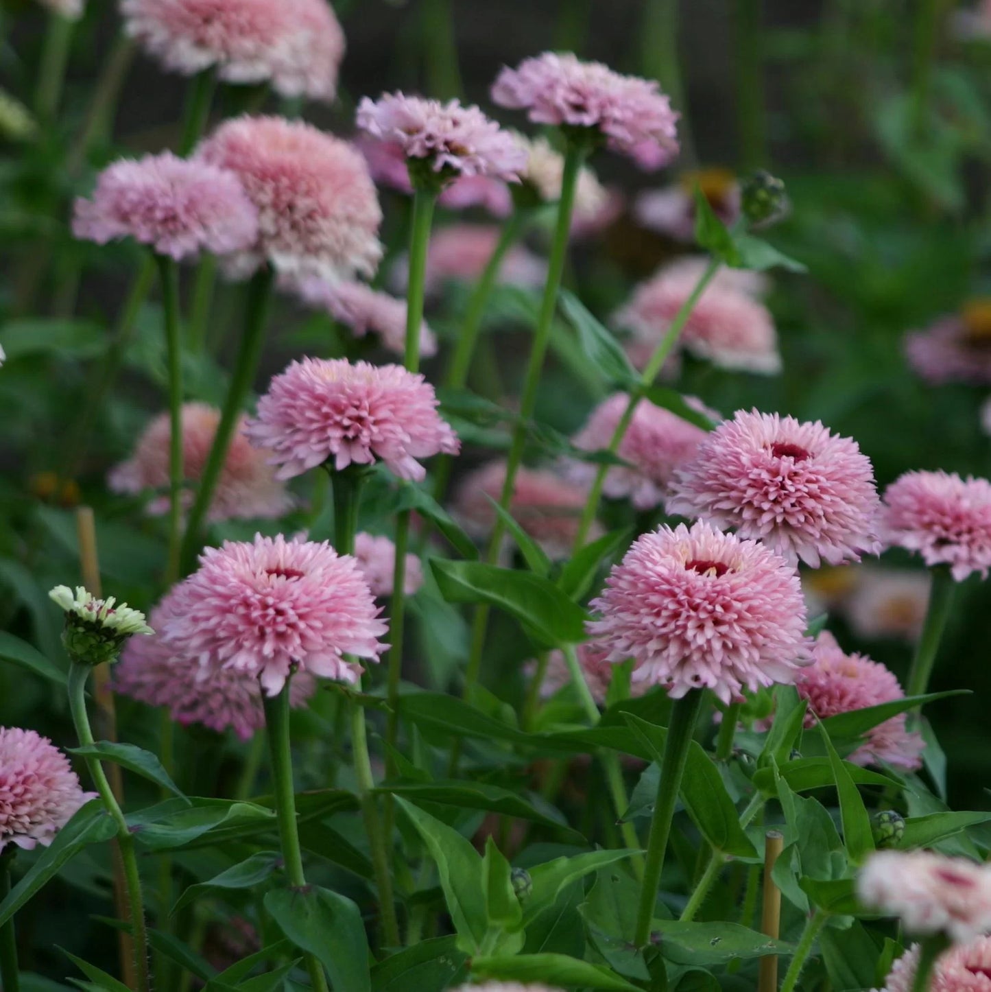 Cynia wytworna 'Zinderella Lilac' (Zinnia elegans)