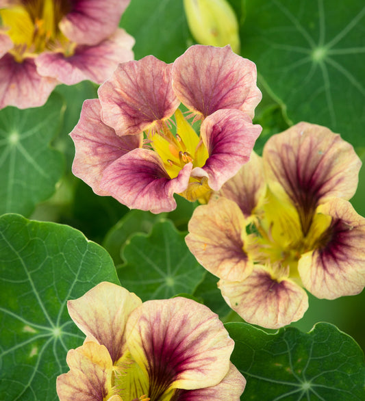 Nasturcja mniejsza 'Ladybird Rose' (Tropaeolum minus)