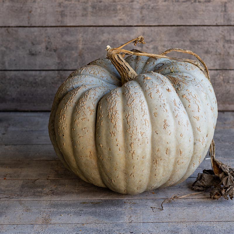 Dynia olbrzymia 'Crioula Pataka' (Cucurbita maxima)