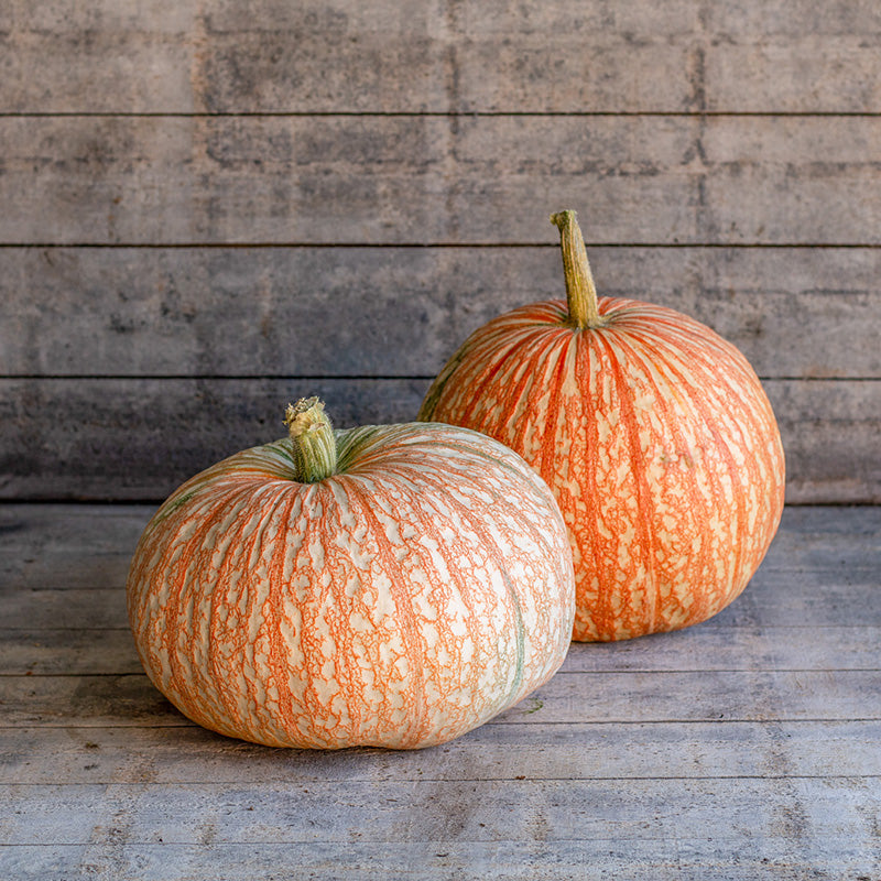 Dynia olbrzymia 'One-too-Many' (Cucurbita maxima)