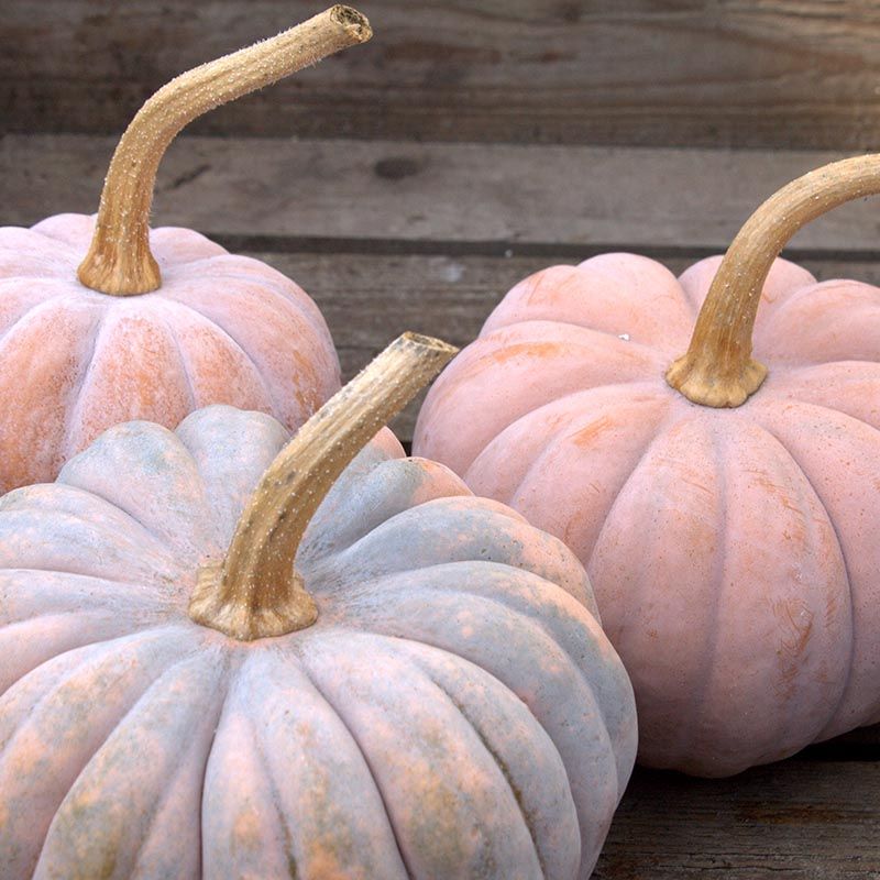 Dynia piżmowa 'Futsu Black Rinded' (Cucurbita moschata)