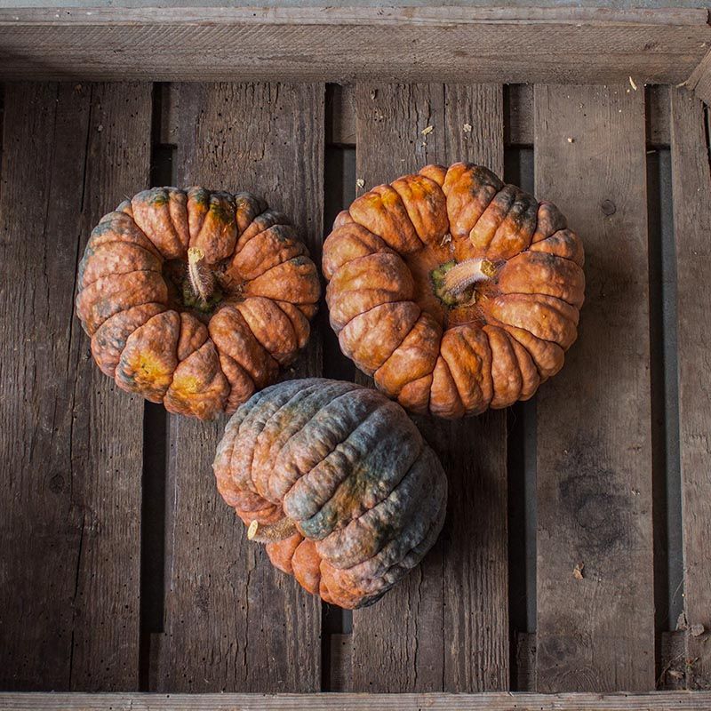 Dynia piżmowa 'Hidemi' (Cucurbita moschata)