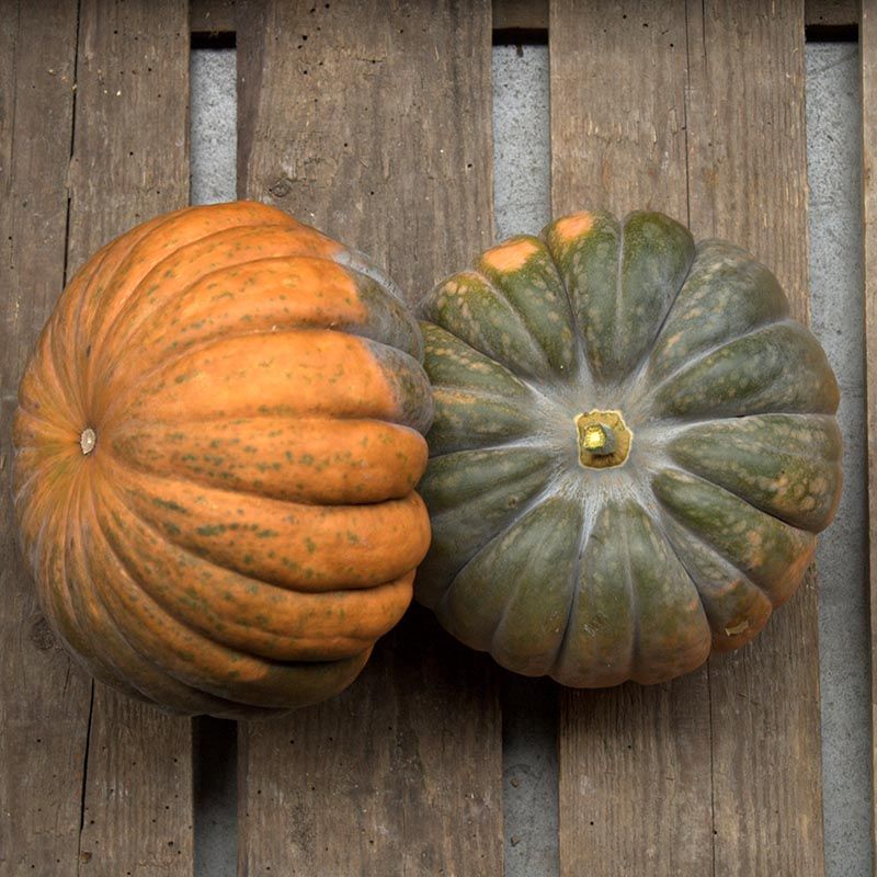 Dynia piżmowa 'Mini Musk' (Cucurbita moschata)