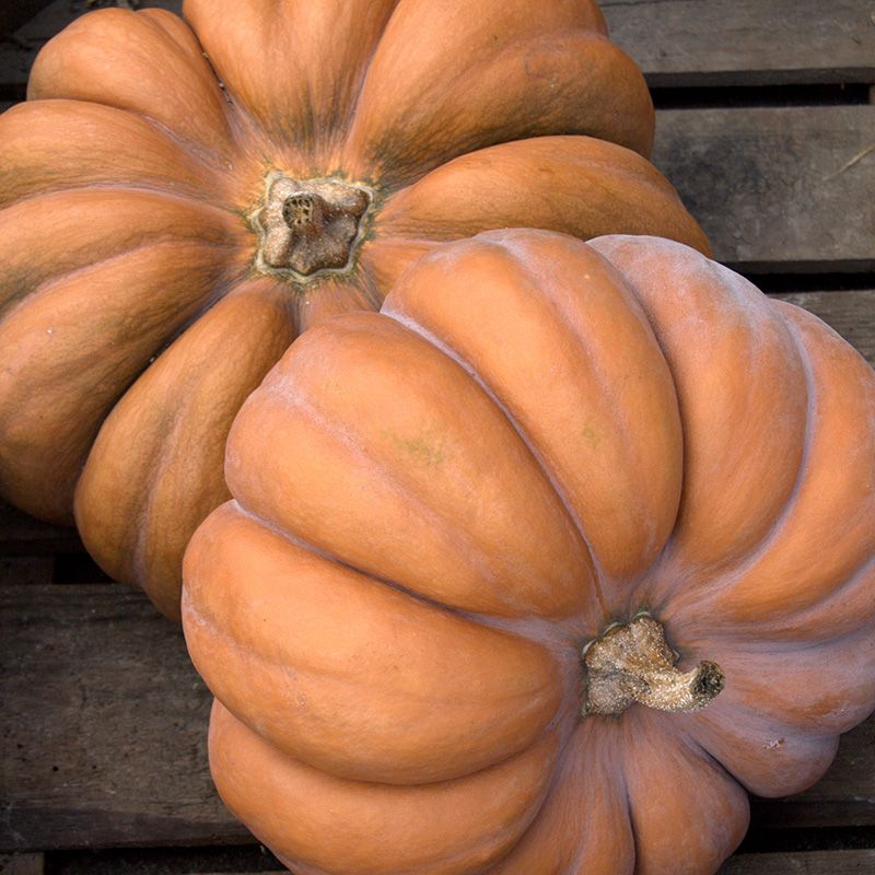 Dynia piżmowa 'Muscat de Provence' (Cucurbita moschata)