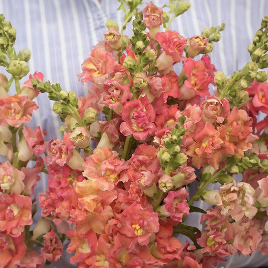 Lwia paszcza / Wyżlin większy 'Madame Butterfly Bronze with White F1' (Antirrhinum majus)