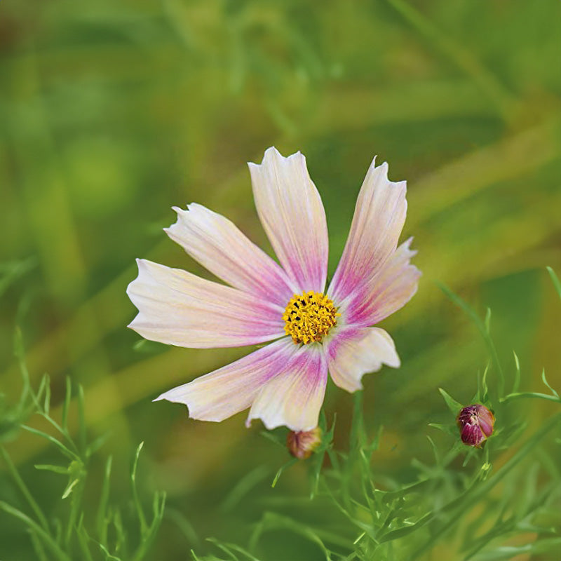 Kosmos pierzasty 'Apricot Lemonade' (Cosmos bipinnatus)