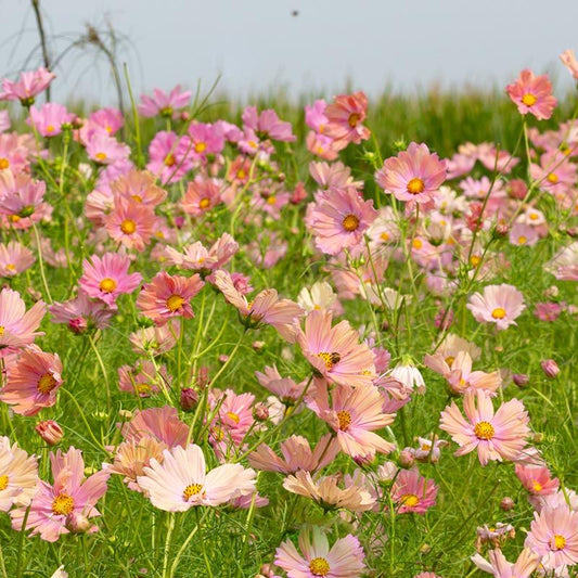 Kosmos pierzasty 'Apricotta' (Cosmos bipinnatus)