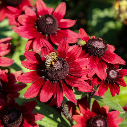 Rudbekia owłosiona 'Cherry Brandy' (Rudbeckia hirta)