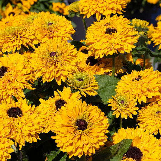 Rudbekia owłosiona 'Maya' (Rudbeckia hirta)