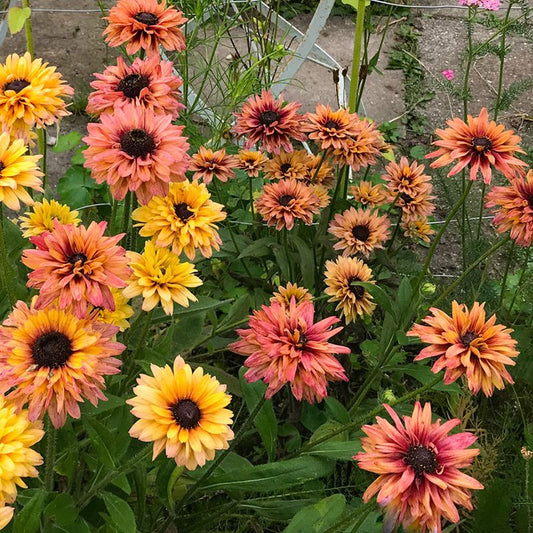 Rudbekia owłosiona 'Sahara' (Rudbeckia hirta)