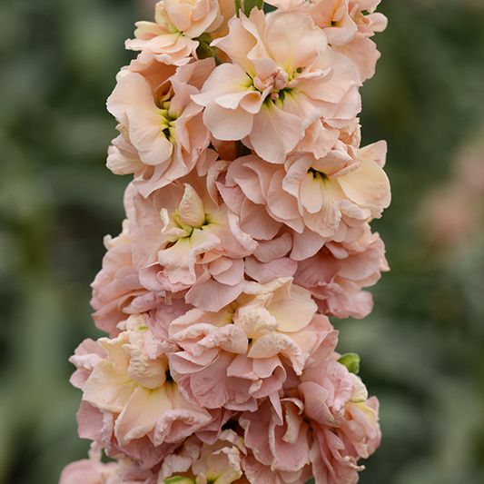 Lewkonia letnia 'Apricot' (Matthiola incana)