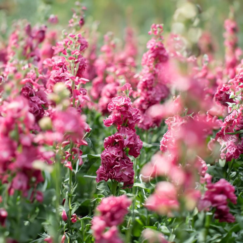 Lewkonia letnia 'Vintage Brown' (Matthiola incana)