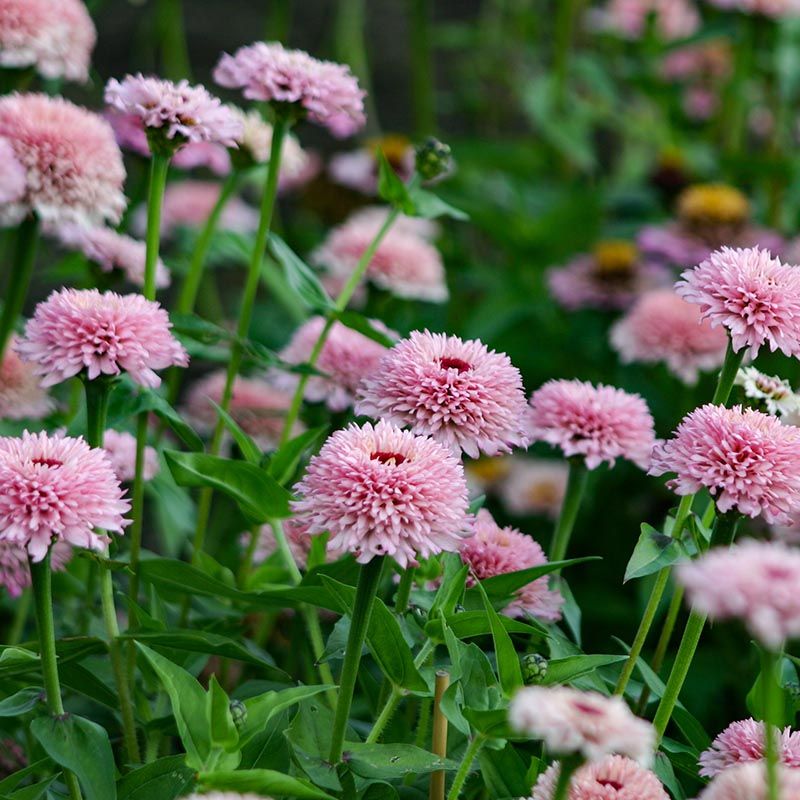 Cynia wytworna 'Zinderella Lilac' (Zinnia elegans)