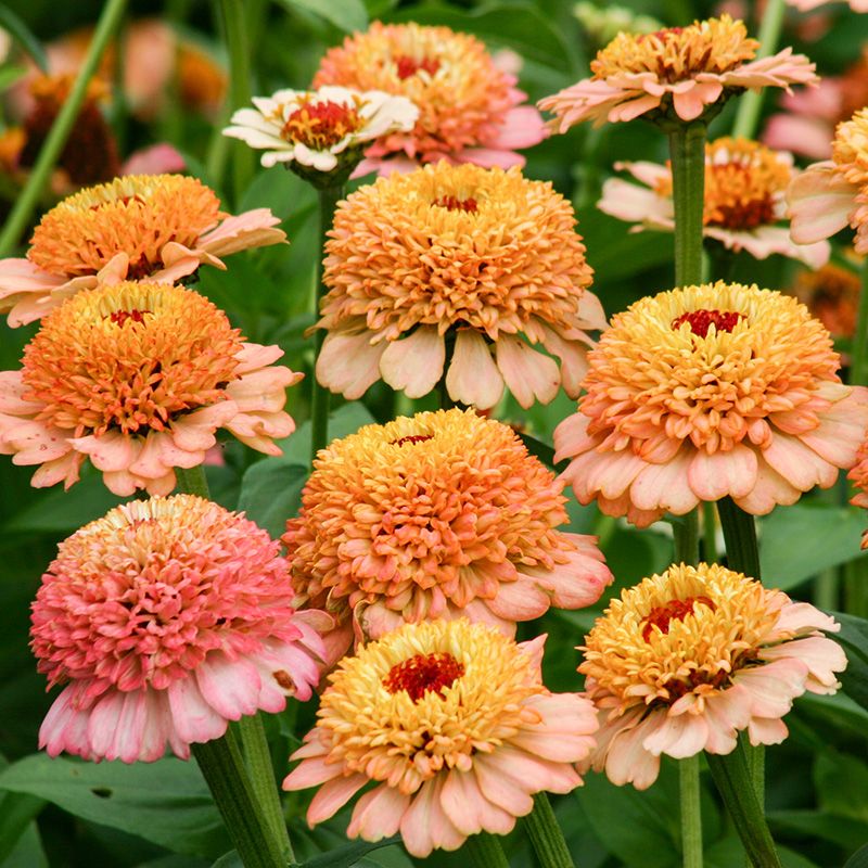 Cynia wytworna 'Zinderella Peach' (Zinnia elegans)