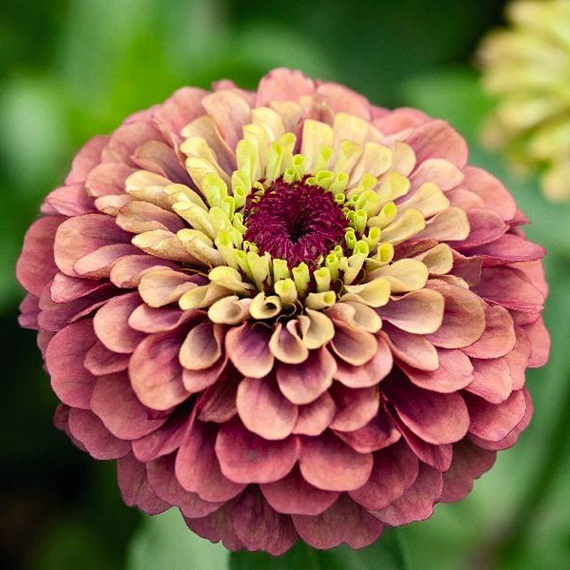 Cynia wytworna 'Queen Red Lime' (Zinnia elegans)