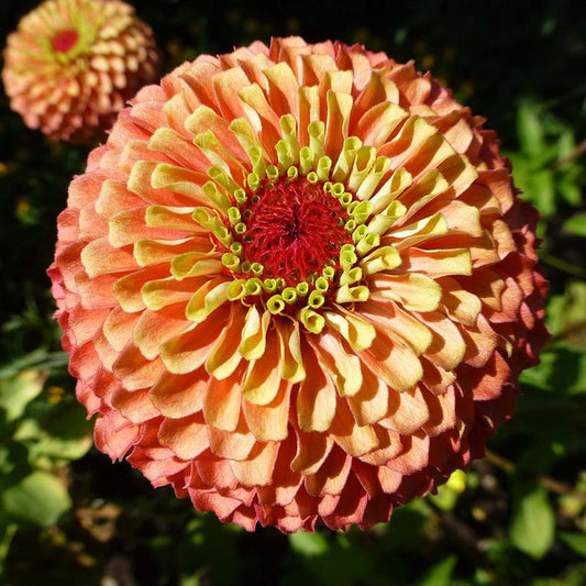 Cynia wytworna 'Queen Lime Orange' (Zinnia elegans)