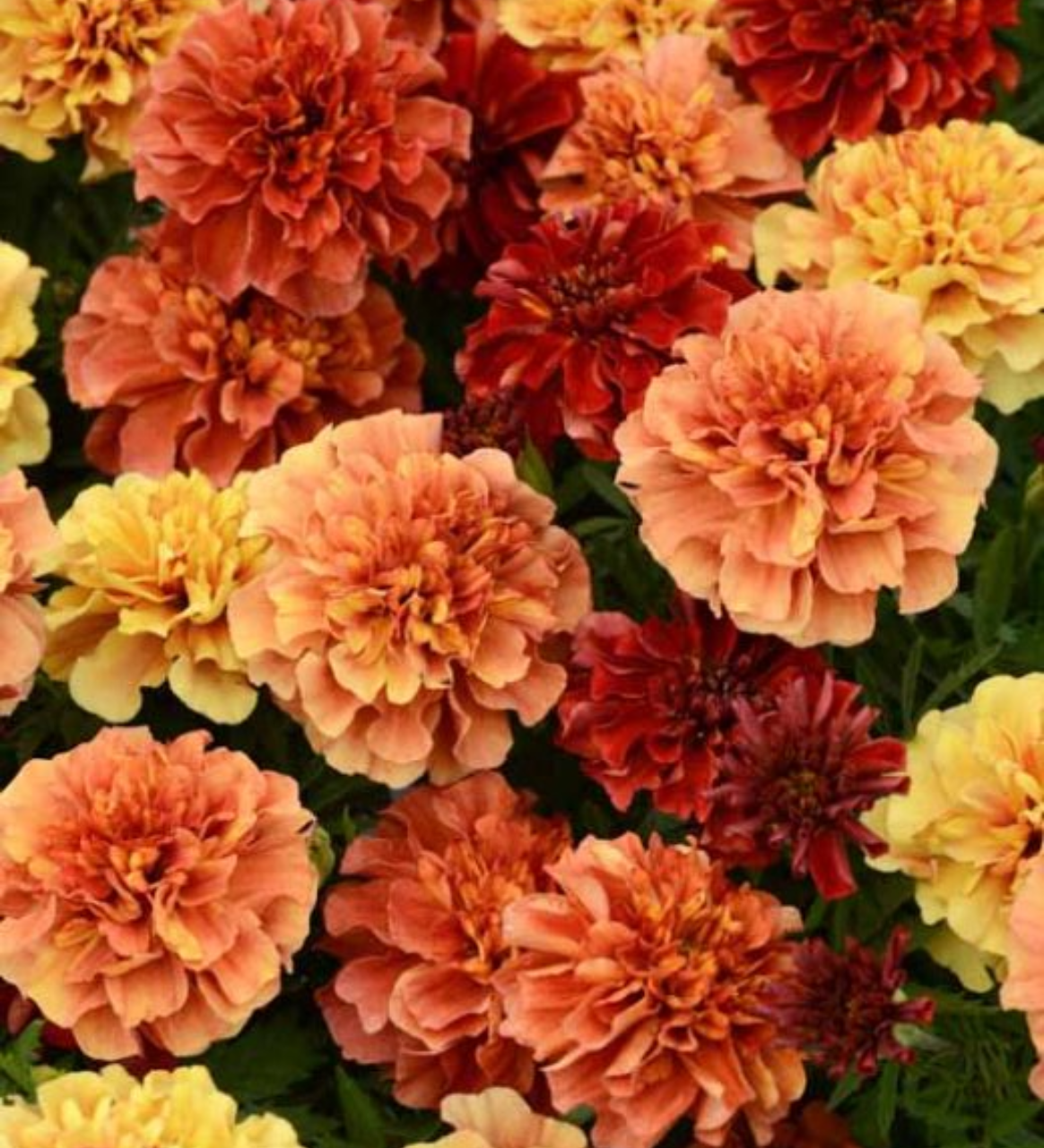 Aksamitka rozpierzchła 'Strawberry Blonde' (Tagetes patula)