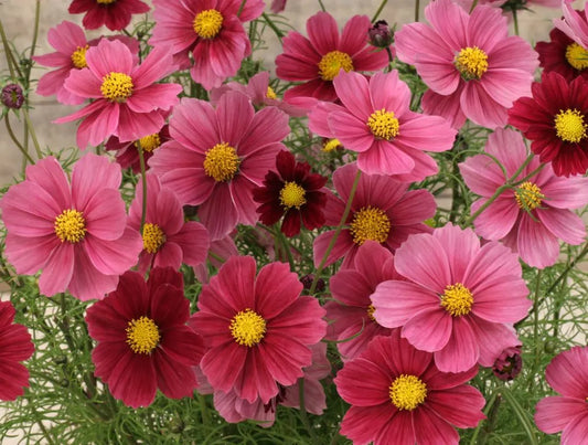 Kosmos pierzasty 'Antiquity' (Cosmos bipinnatus)
