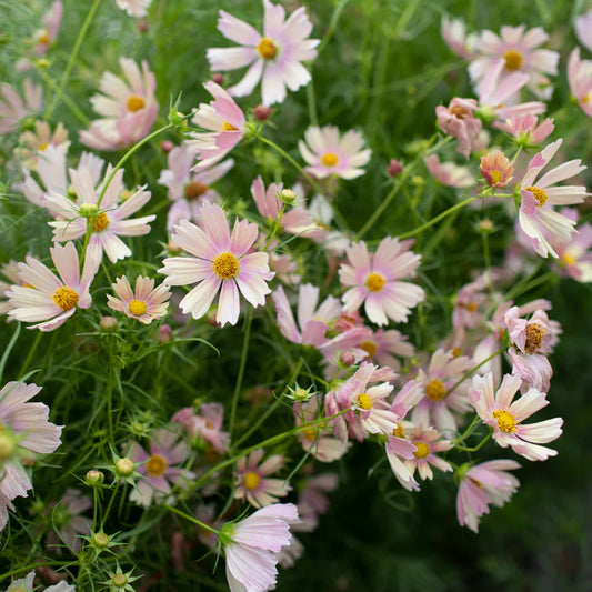 Kosmos pierzasty 'Apricot Lemonade' (Cosmos bipinnatus)