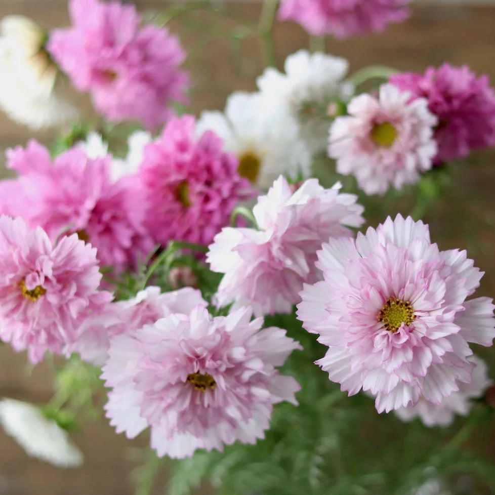 Kosmos pierzasty 'Double Click Bicolour Pink' (Cosmos bipinnatus)