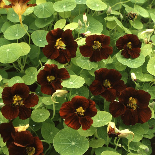 Nasturcja mniejsza 'Black Velvet' (Tropaeolum minus)