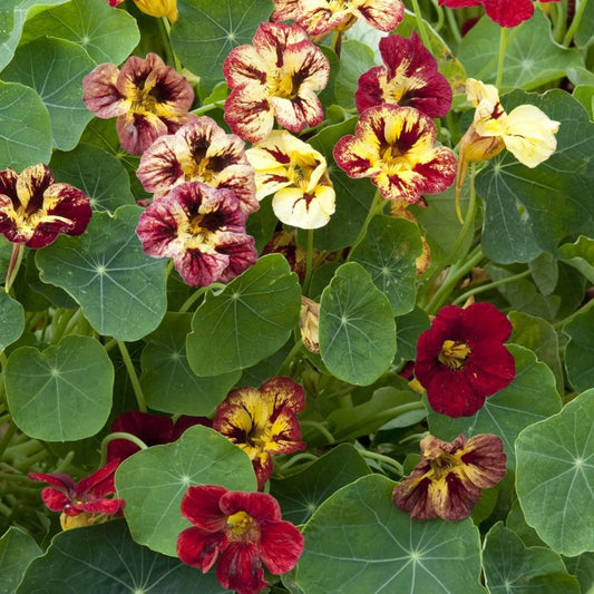 Nasturcja mniejsza 'Bloody Mary' (Tropaeolum minus)