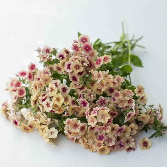 Floks drummonda 'Cherry Caramel' (Phlox drummondii)