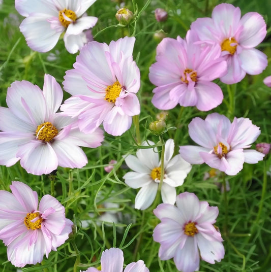 Kosmos pierzasty 'Cosimo Collarette' (Cosmos bipinnatus)