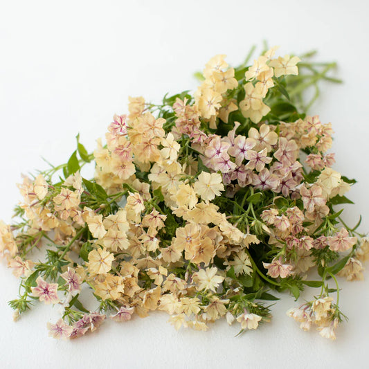 Floks drummonda 'Crème Brûlée' (Phlox drummondii)