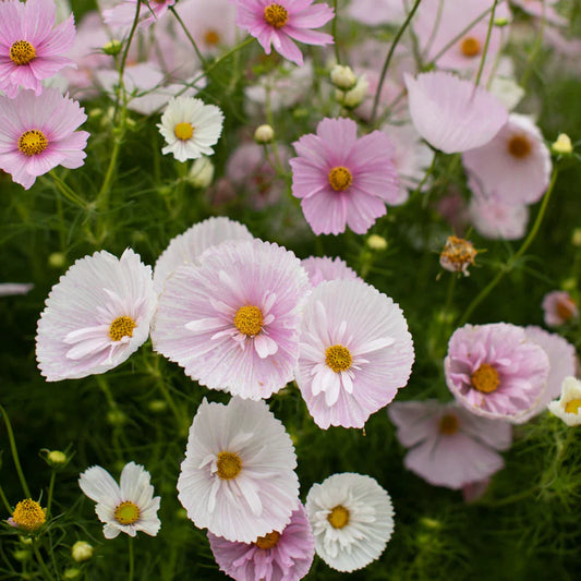 Kosmos pierzasty 'Cupcakes Blush' (Cosmos bipinnatus)