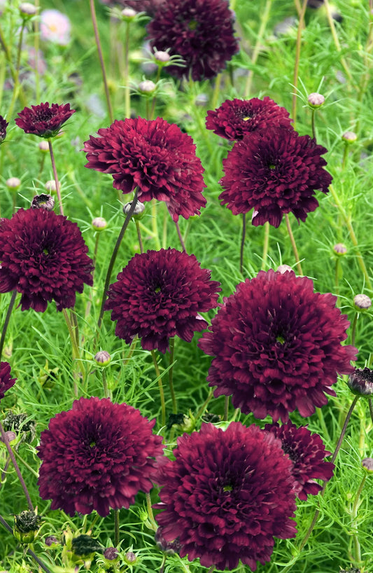 Kosmos pierzasty 'Double Click Cranberries' (Cosmos bipinnatus)