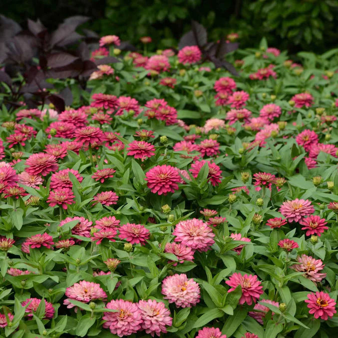 Cynia marylandzka 'Zahara Double Salmon' (Zinnia marylandica)