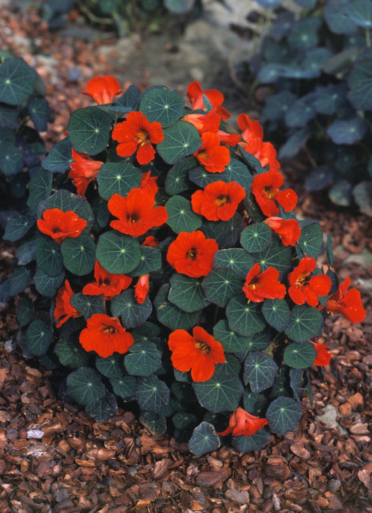 Nasturcja mniejsza 'Empress of India' (Tropaeolum minus)
