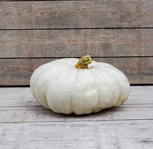 Dynia olbrzymia 'Flat White Boer' (Cucurbita maxima)