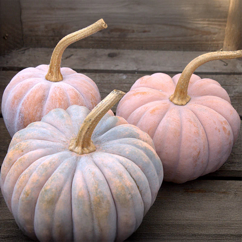 Dynia piżmowa 'Futsu Black Rinded' (Cucurbita moschata)