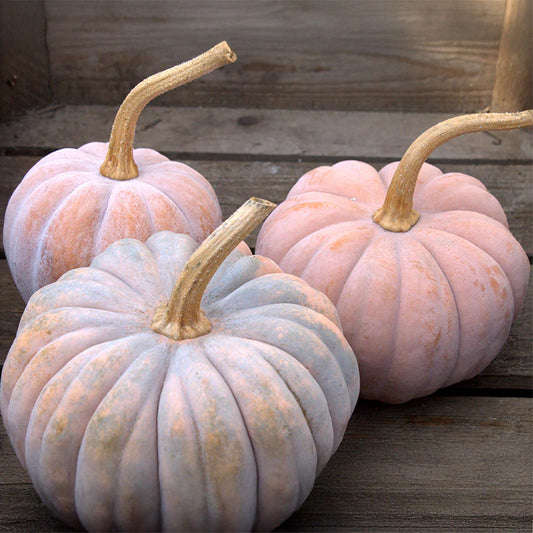 Dynia piżmowa 'Futsu Black Rinded' (Cucurbita moschata)