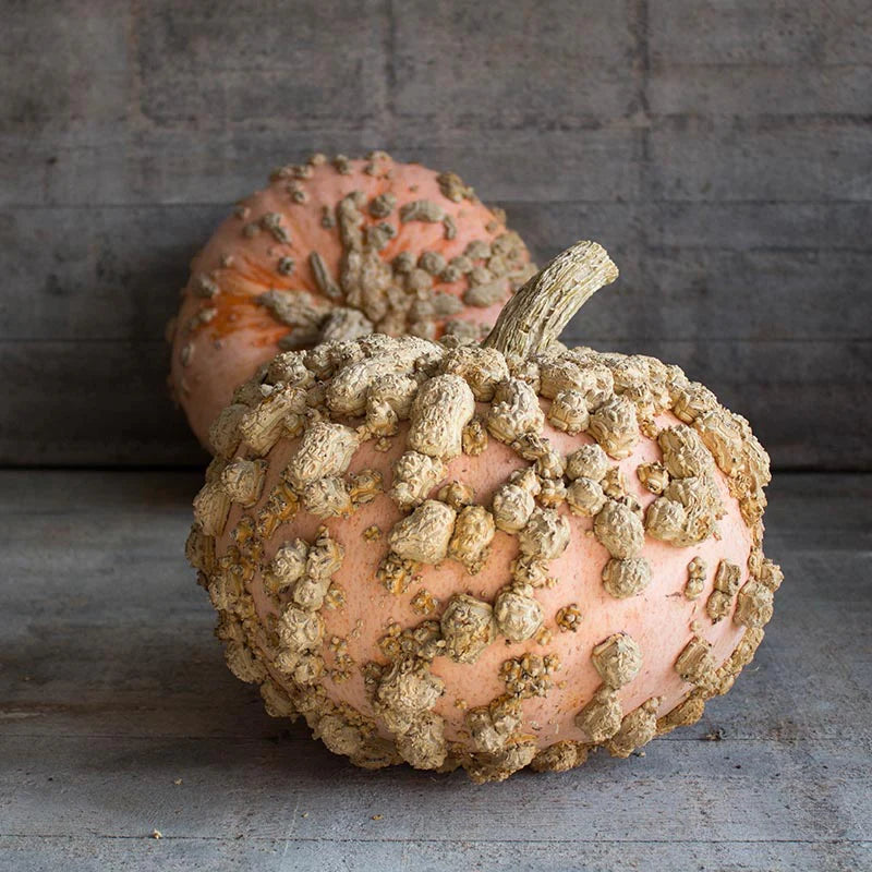 Dynia olbrzymia 'Galeux d'Eysines' (Cucurbita maxima)