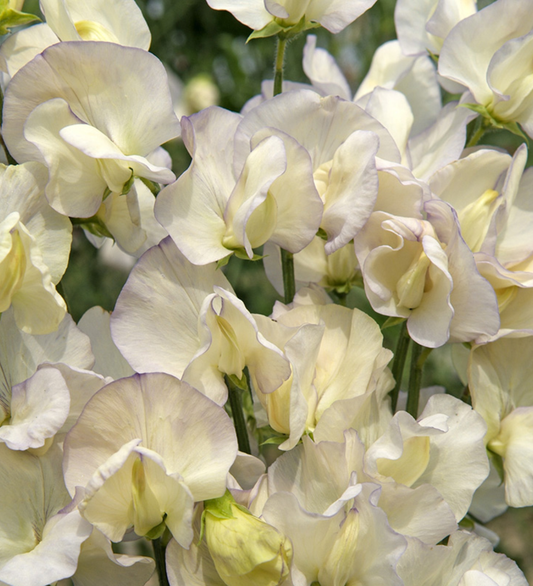 Groszek pachnący 'Spencer Old Times' (Lathyrus odoratus)