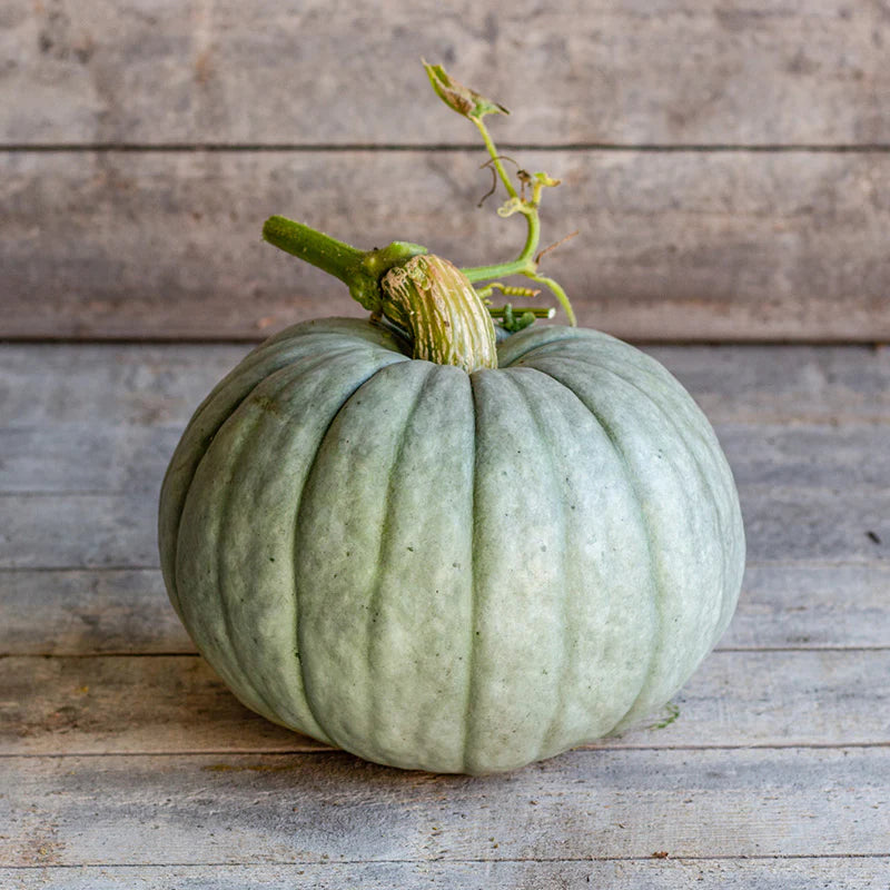 Dynia olbrzymia 'Jarrahdale' (Cucurbita maxima)