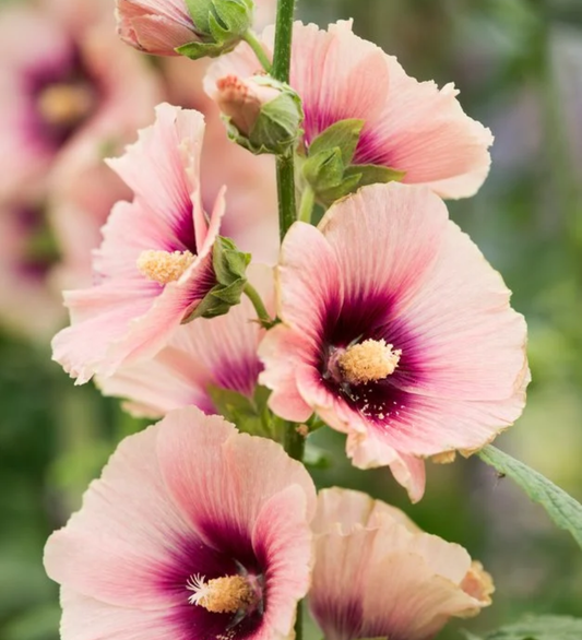 Malwa różowa 'Halo Apricot' (Alcea rosea)