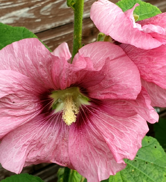 Malwa różowa 'HS Magic Summer' (Alcea rosea)