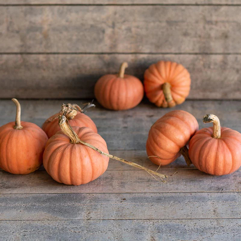 Dynia olbrzymia 'Miss Sophie Pink' (Cucurbita maxima)