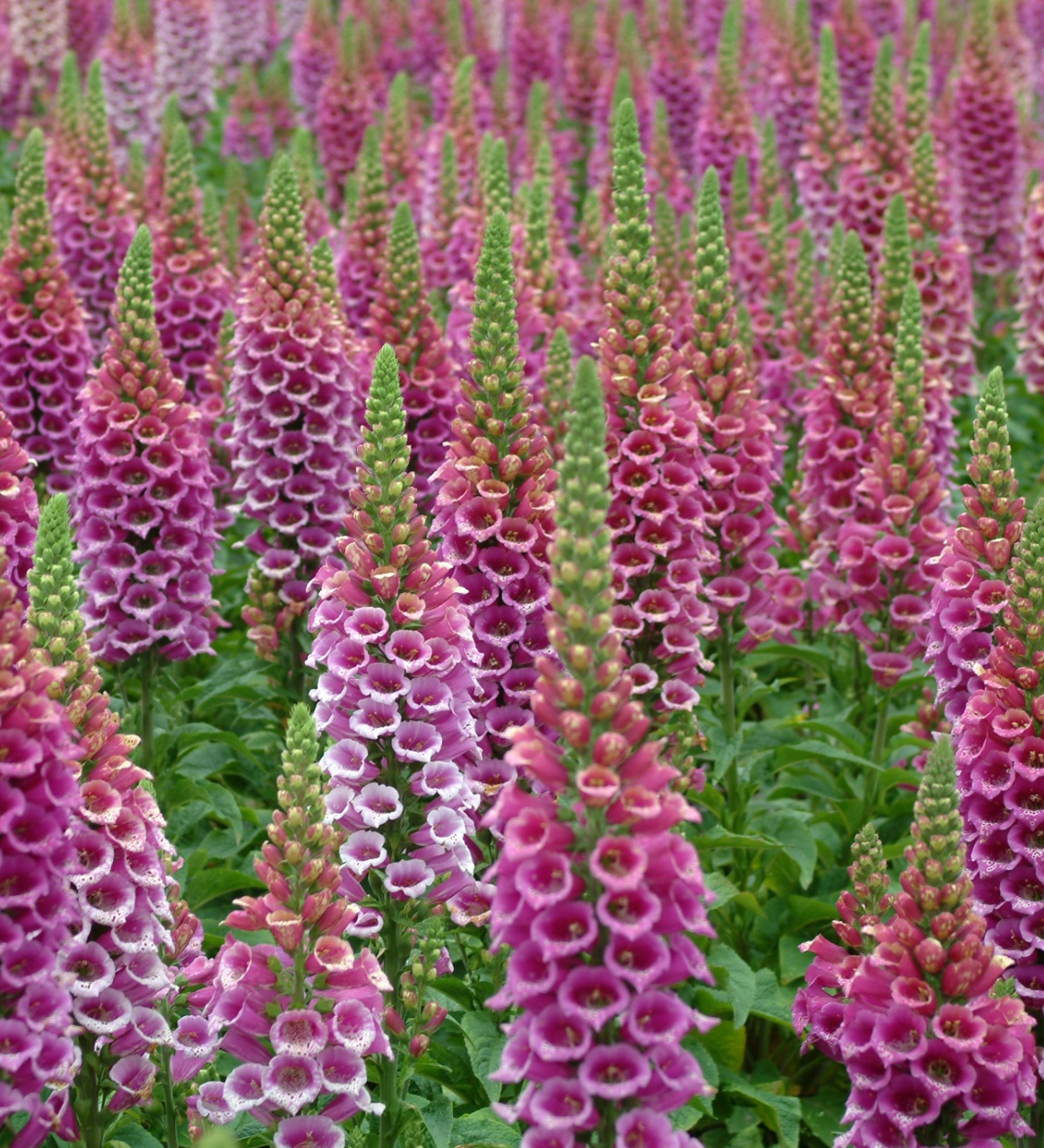 Naparstnica purpurowa 'Candy Mountain Rose' (Digitalis purpurea)