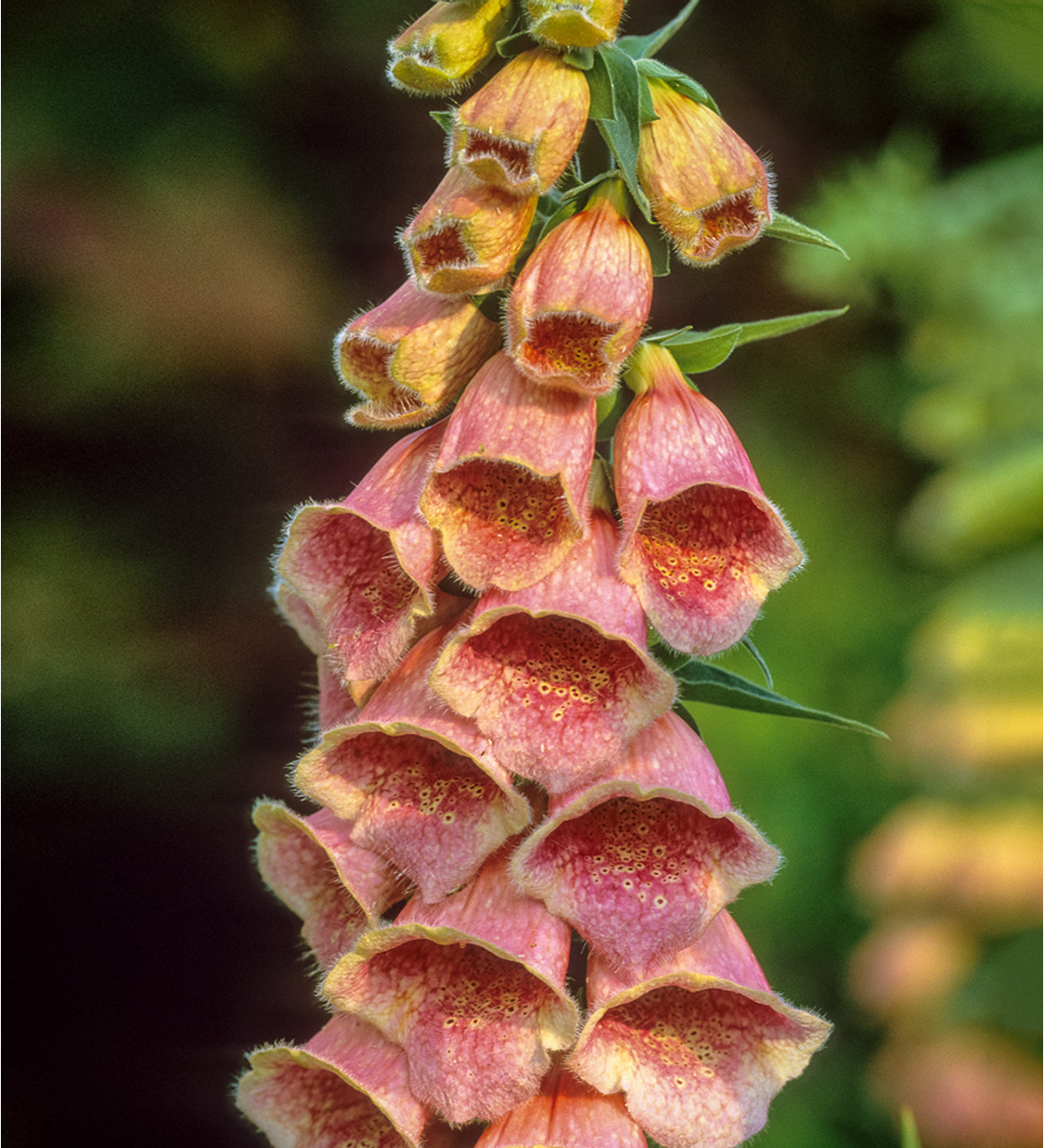 Naparstnica Mertona 'Summer King' (Digitalis mertonensis)