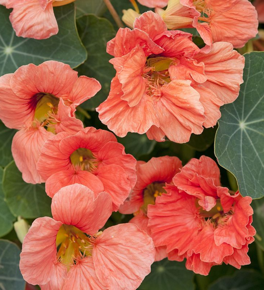 Nasturcja mniejsza 'Salmon Baby' (Tropaeolum minus)