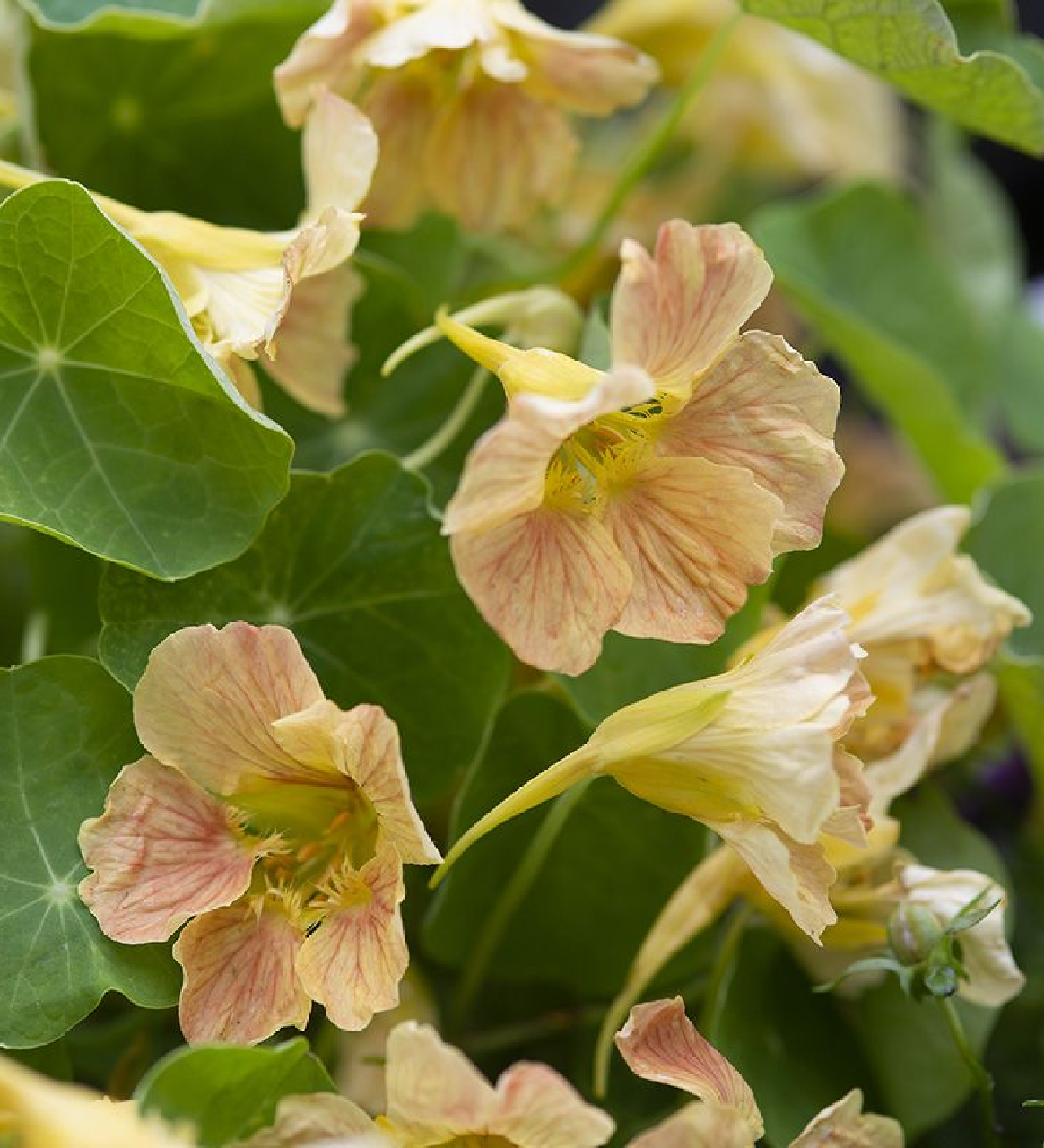 Nasturcja mniejsza 'Tip Top Pink Blush' (Tropaeolum minus)