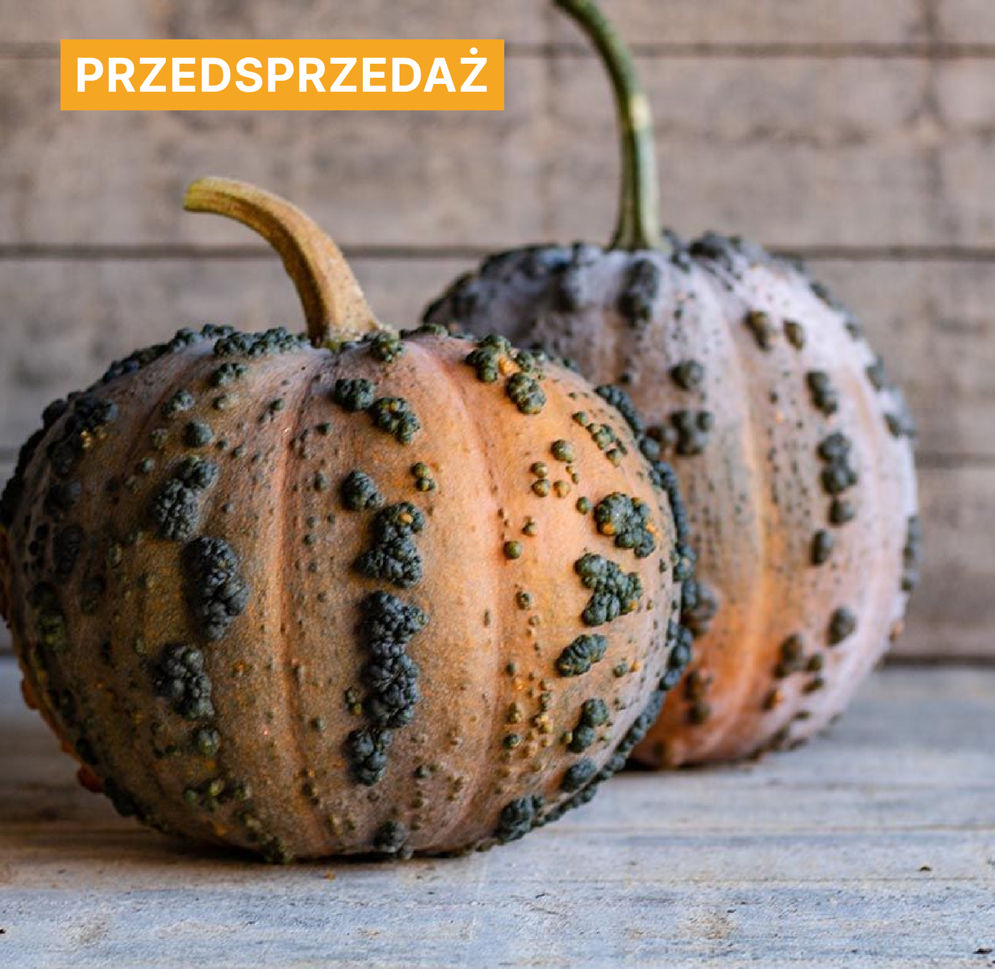 Dynia piżmowa 'Musquee-de-Maroc' (Cucurbita moschata)